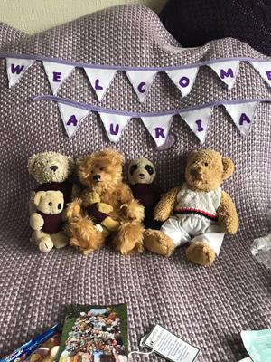 Teddy
