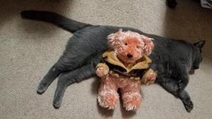Teddy