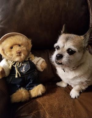 Teddy