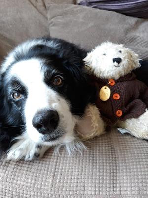Teddy