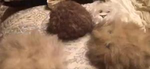 Teddy