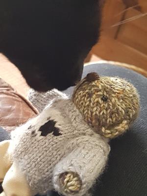 Teddy