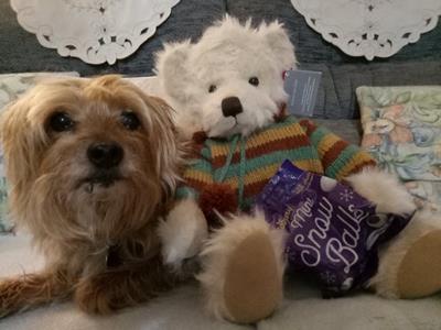 Teddy