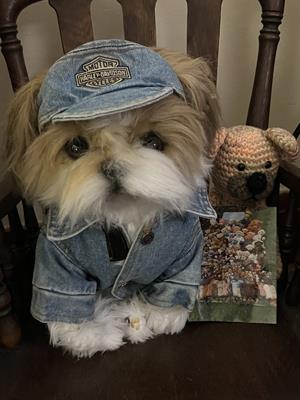 Teddy