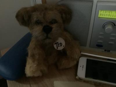Teddy